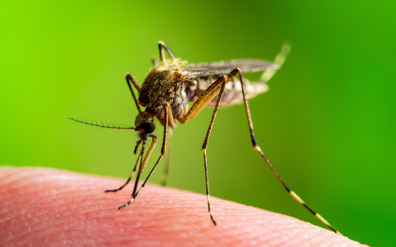 Japanese encephalitis virus on the rise - Featured Image