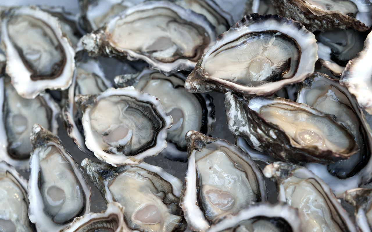 Oyster ‘blood’ holds promise for combating drug-resistant superbugs: new research - Featured Image