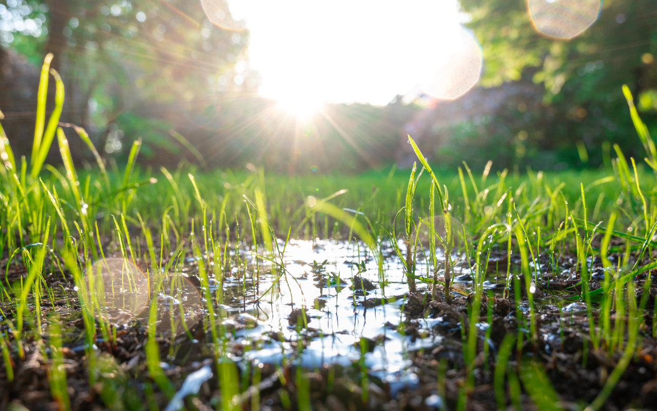 A warm, wet spring means more mozzies. How to protect yourself from the diseases they spread - Featured Image