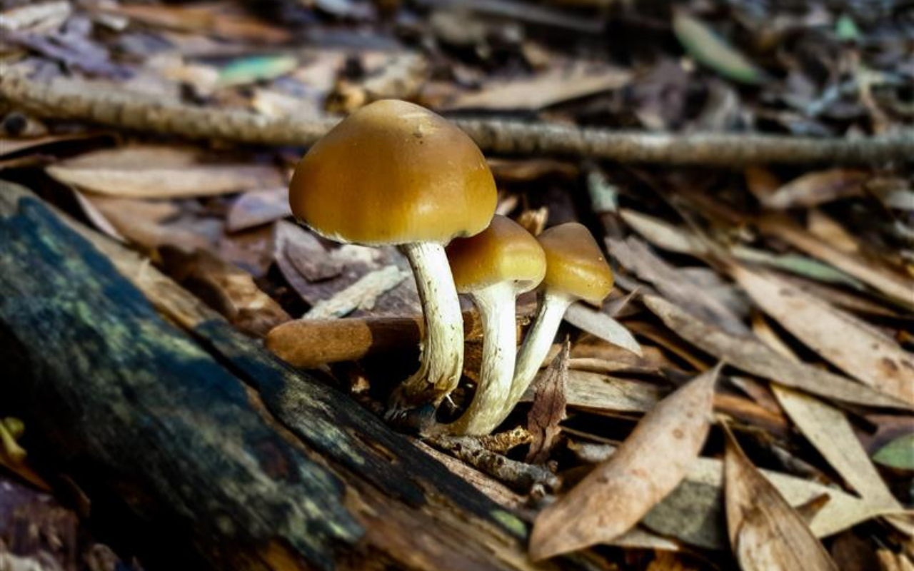 Australian experts first to describe potentially fatal magic mushroom toxidrome - Featured Image