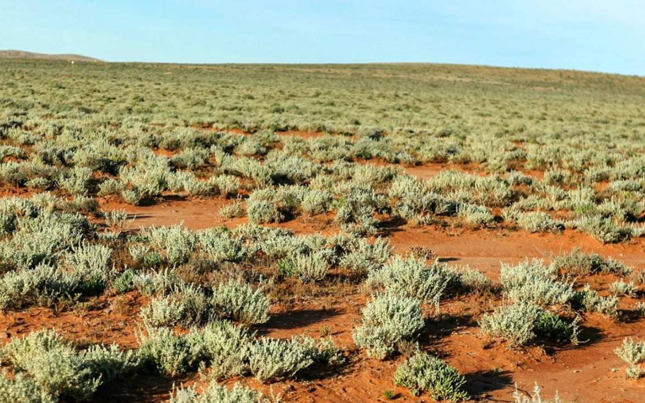 Climate-resistant, Indigenous plant could be salt-reducing superfood - Featured Image