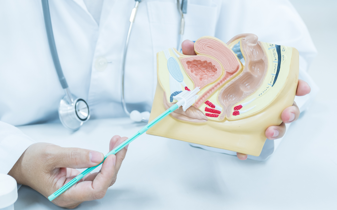 A doctor holding a model of female pelvic anatomy