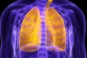 Lungs large
