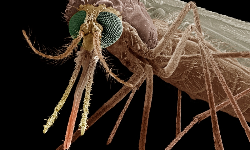 Mosquito