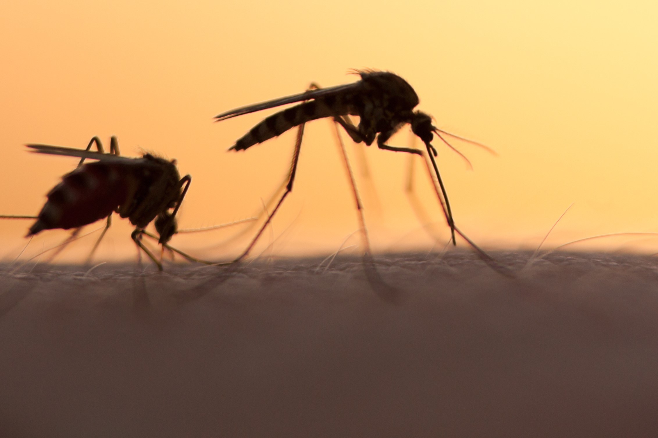 Dangerous mosquitoes infest northern Victoria - Featured Image