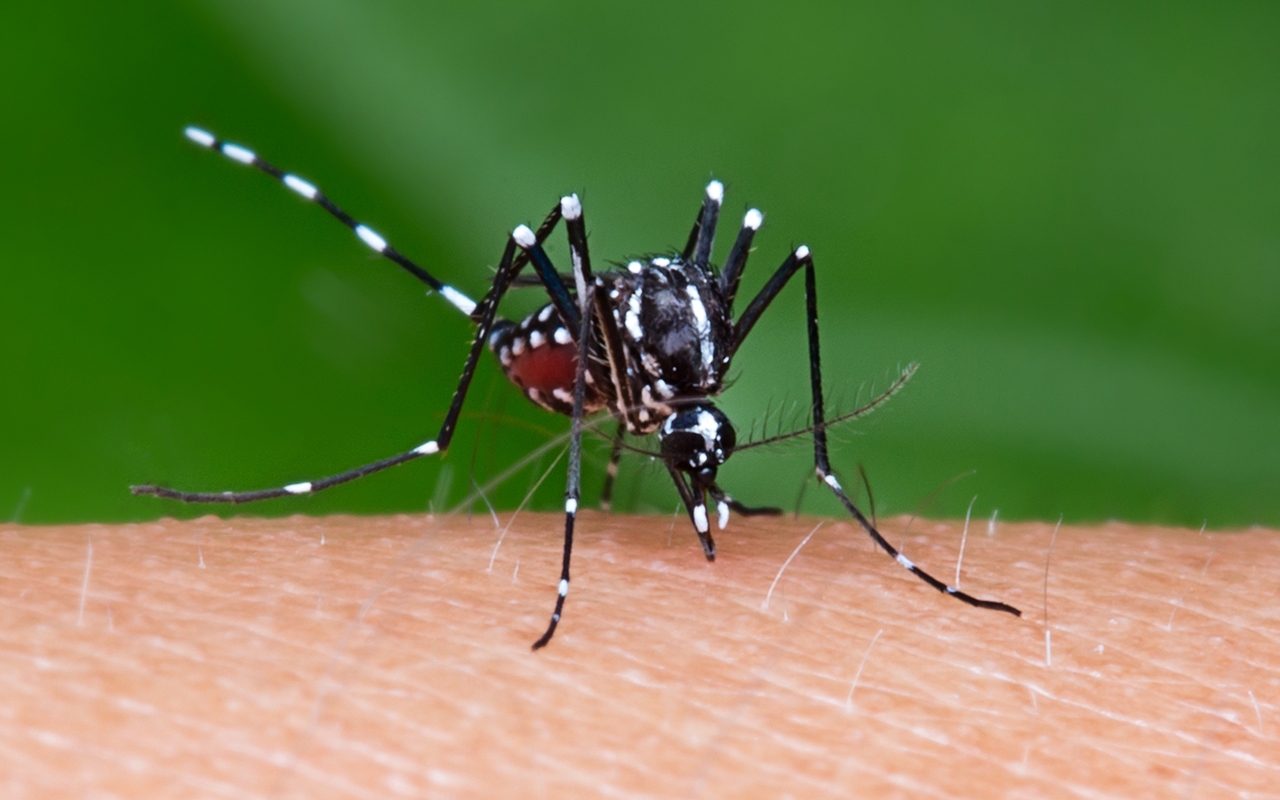 Mozzies are everywhere giant sick need to know 823