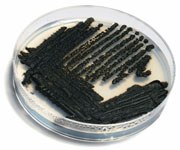 Petri medium