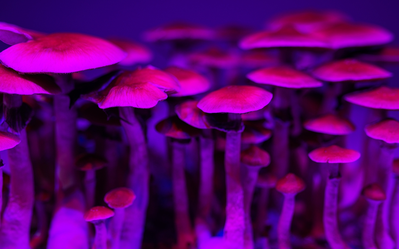 Psilocybin mushrooms 2022