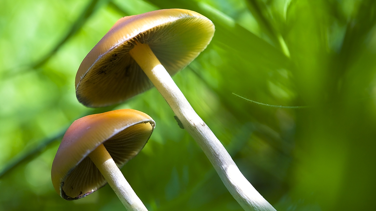 Psychedelic drug research not such a bad trip 344