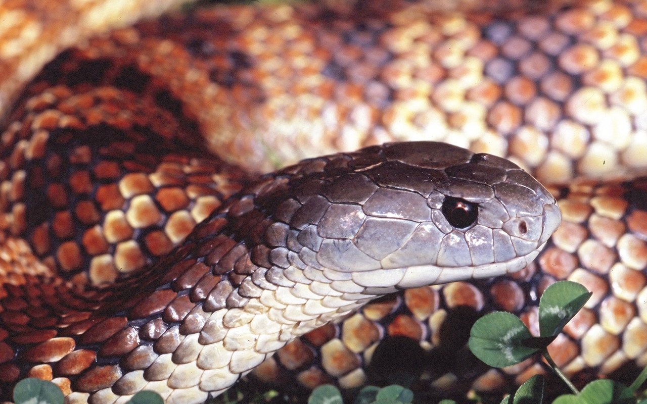 Research news in brief snakes stroke survival dna and gut microbes 335