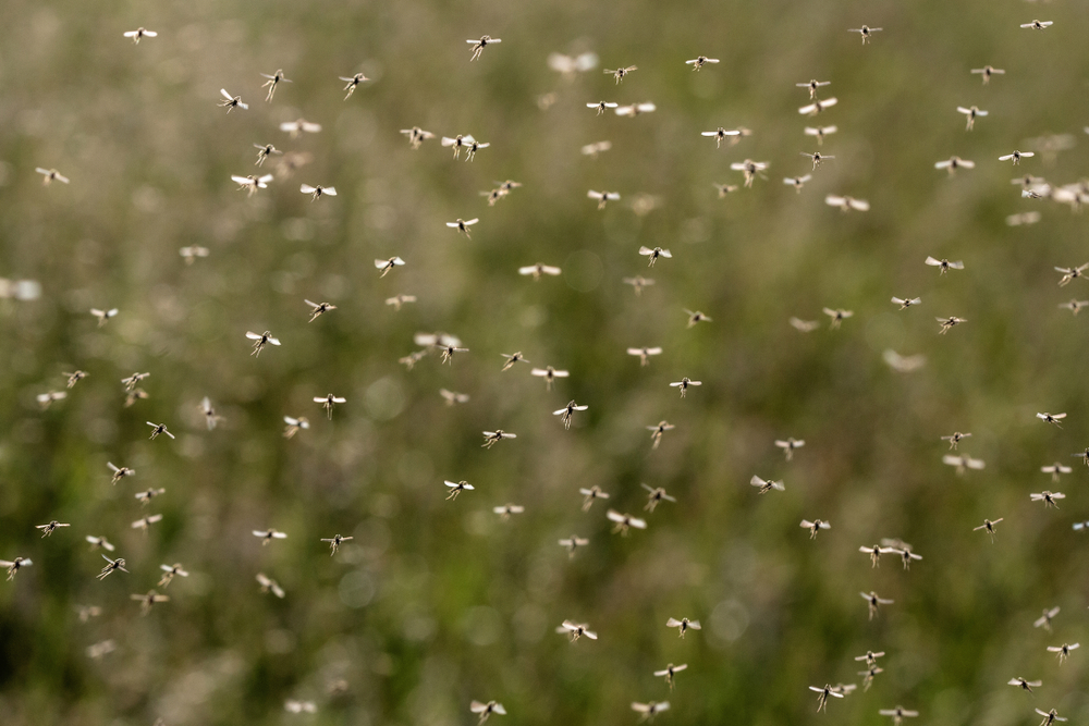 swarm of mosquitoes