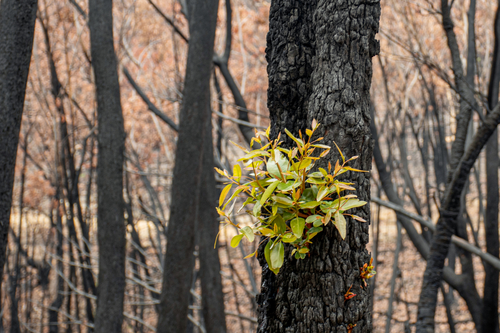 Connecting with mother earth for human and planetary health