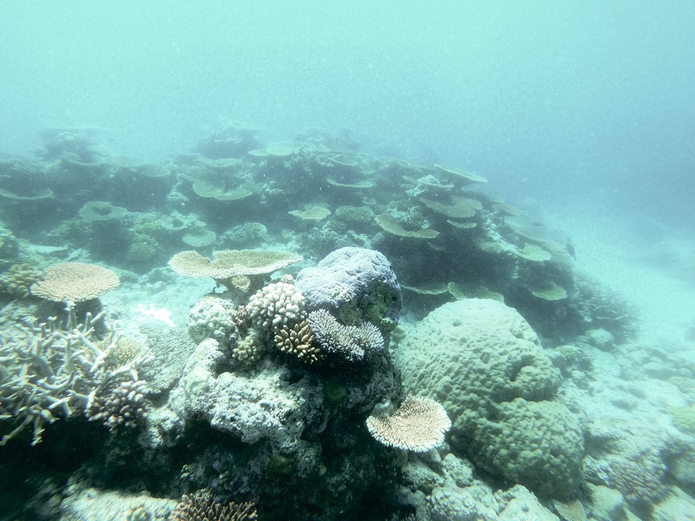 coal and gas projects harming human and environmental health