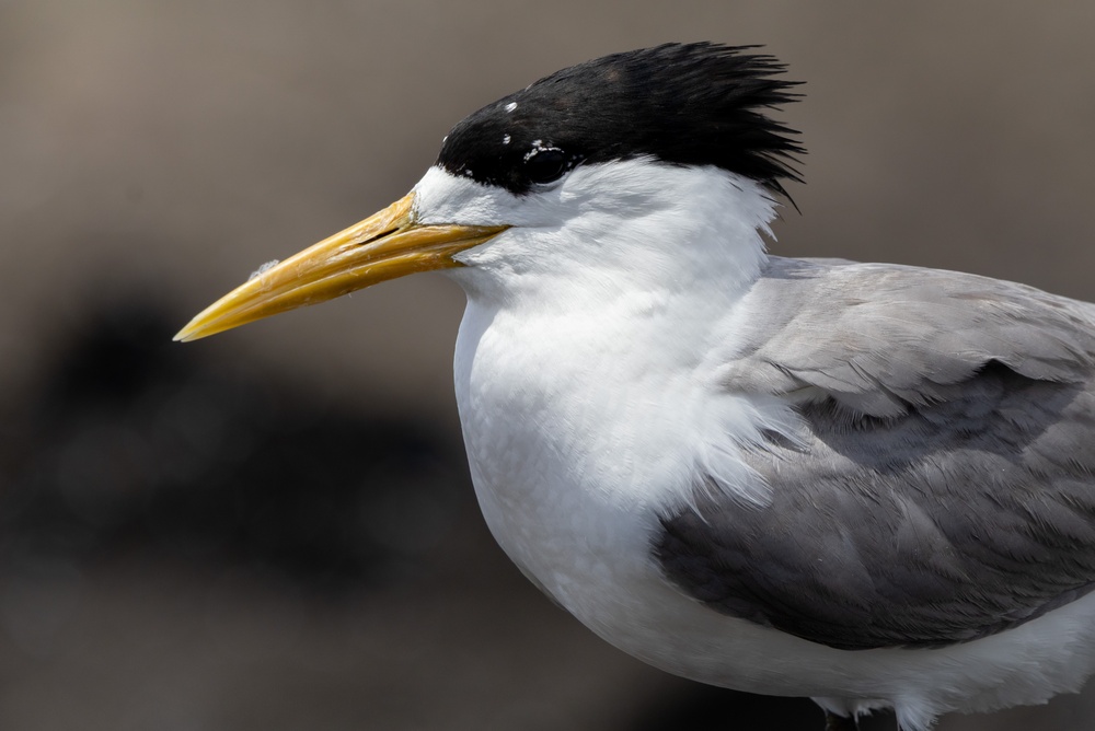 Bird Flu H5N1 Avian Flu greater crested tern
