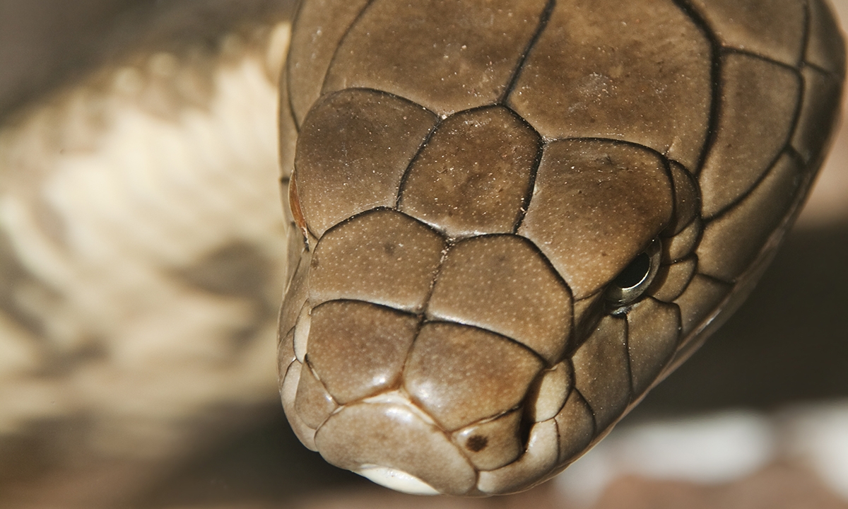 Time to CPR crucial in snakebite first aid protocol - Featured Image
