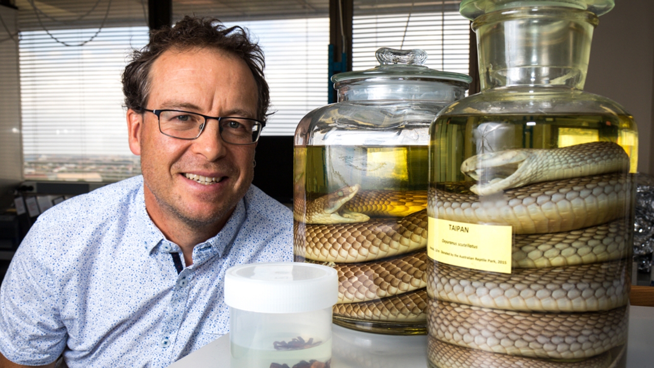Australian Snakebite Project, with Prof Geoffrey Isbister