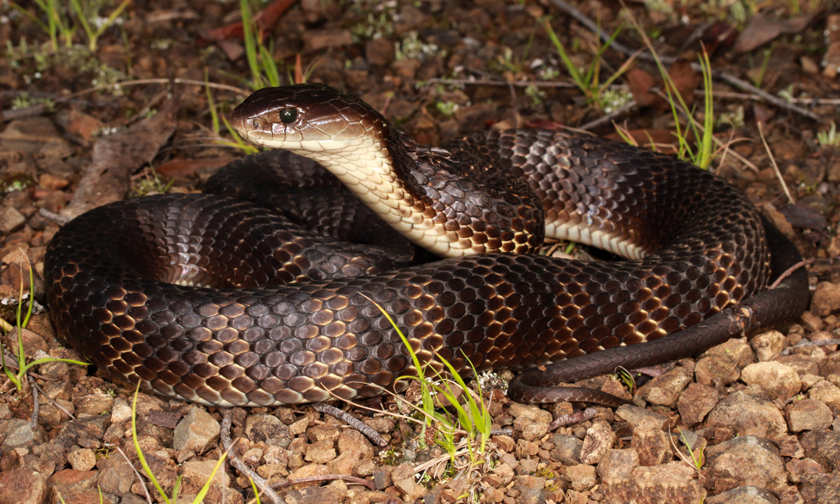 ‘Once Bitten’: A Case of Tetanus Following Snakebite in Australia