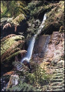 Picture of rainforest