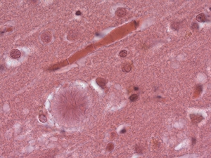 Cover 200910