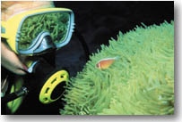 Scuba diver image
