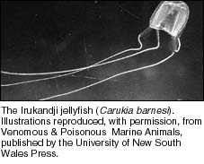 The Irukandji jellyfish