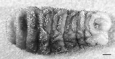 Larva 1a