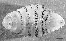 Larva 1b