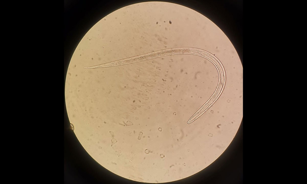 Mja2 51561