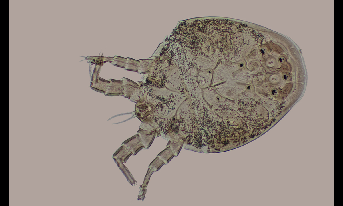 A Rare Case of Storage Mite Anaphylaxis in Infancy