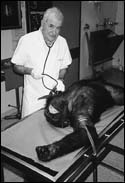 Photo of chimpanzee