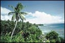 Picture of palm tree