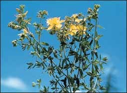 Image of St John's wort