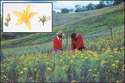 Image of the weed