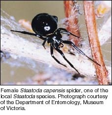 Female Stealoda capensis spider