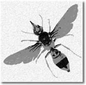 Stinging insect illustration