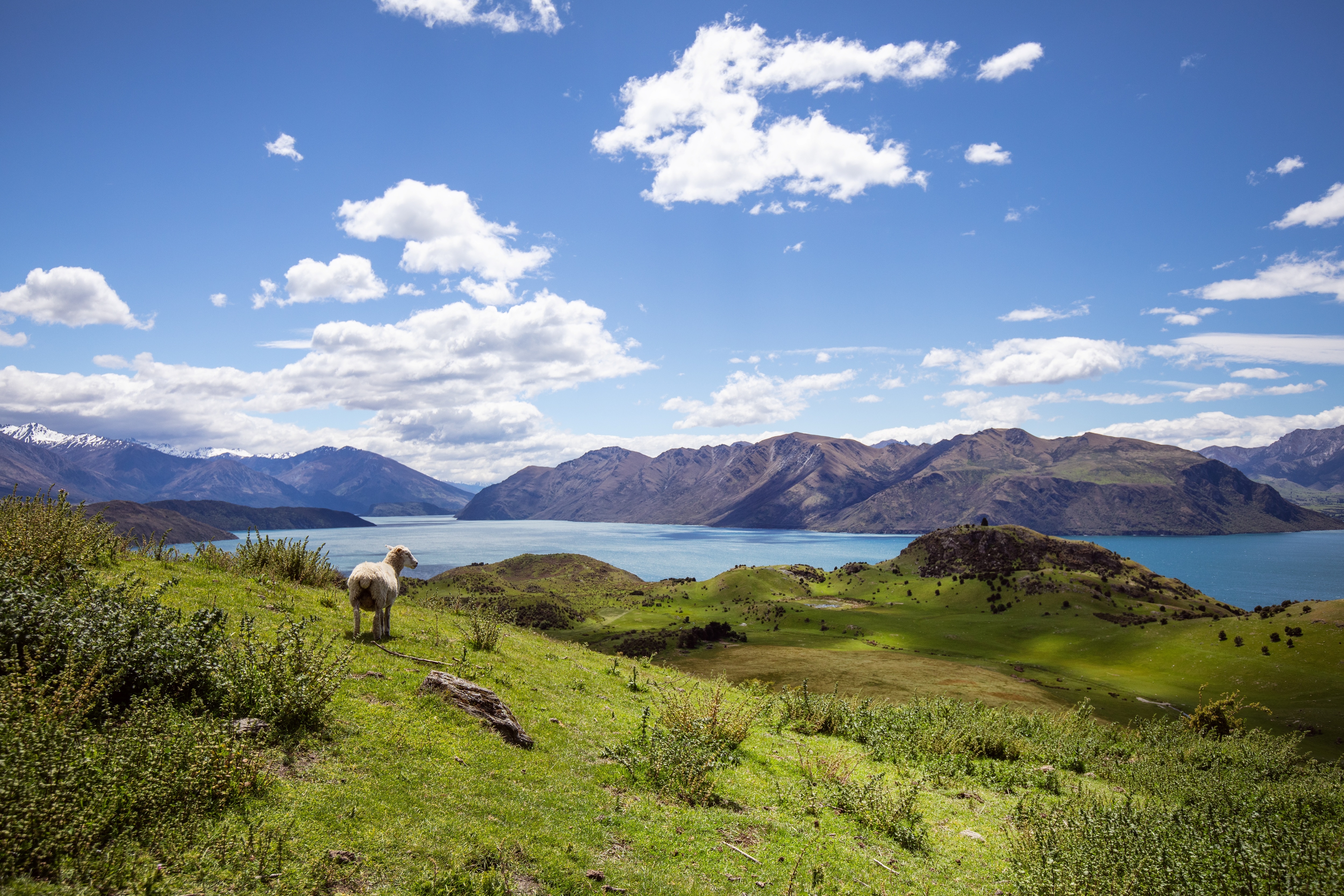 Spring in Wānaka: A Nature Lover's Guide