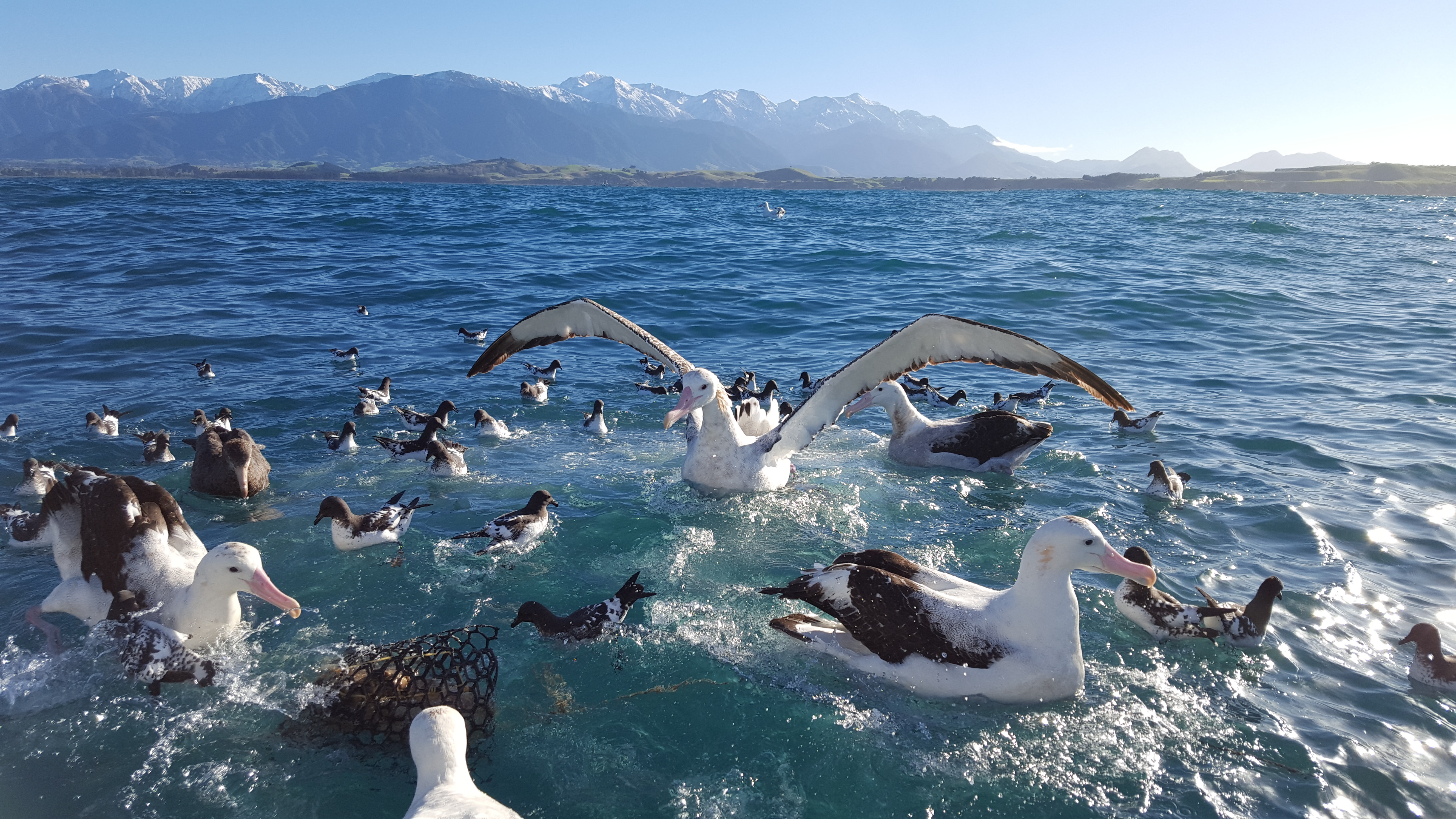 Albatross Encounter Kaikōura