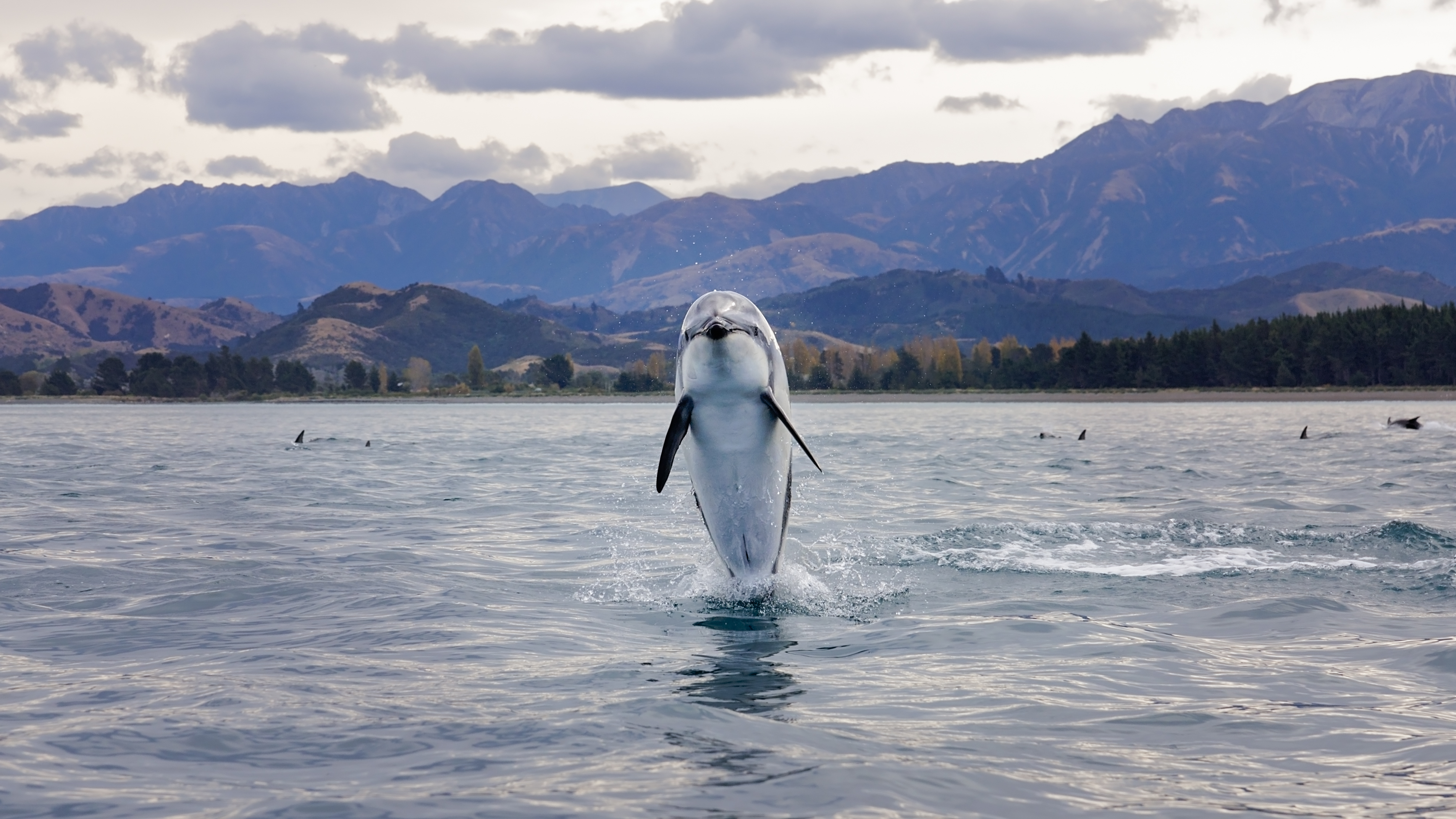 Dolphin Encounter Kaikōura