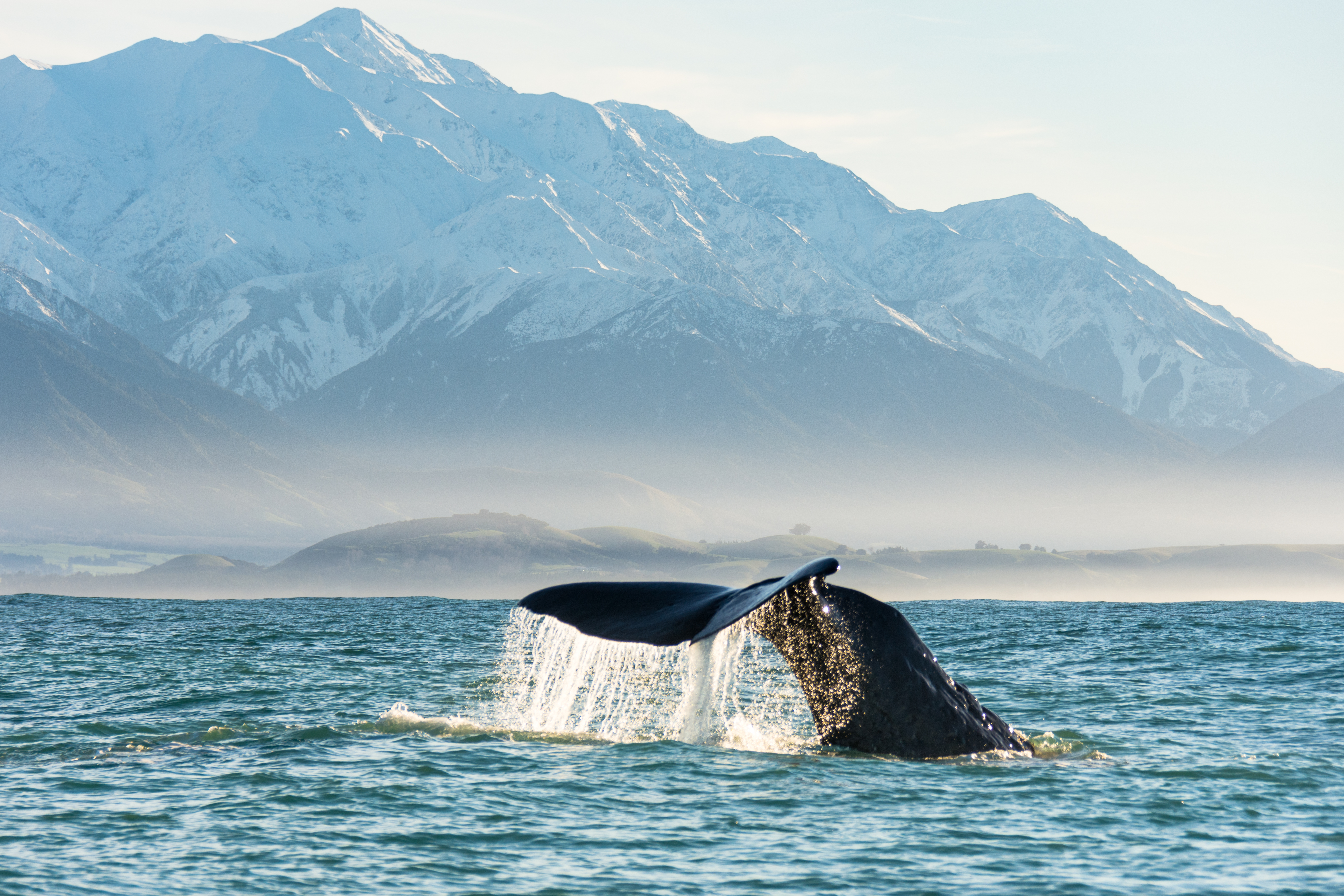 Whale Watch Kaikōura
