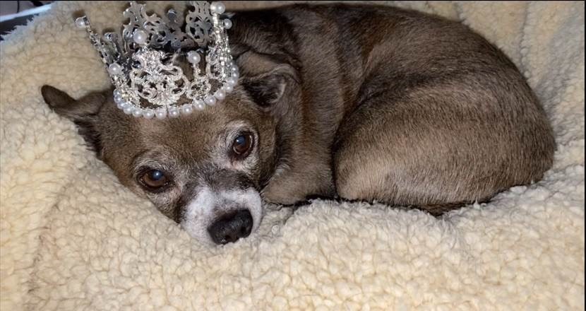 Dogs and Dignity at End of Life