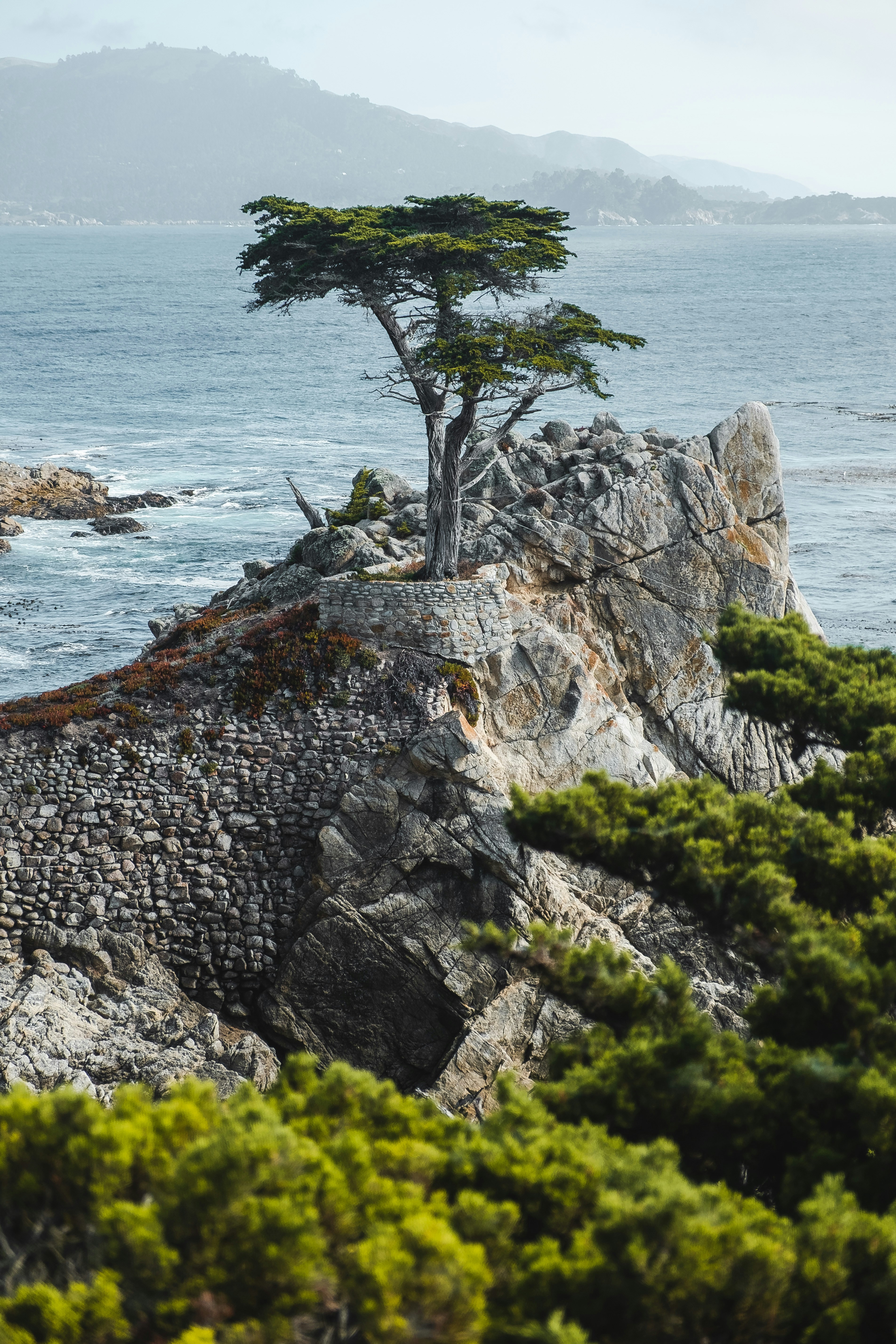 Highway 1 lone cypress
