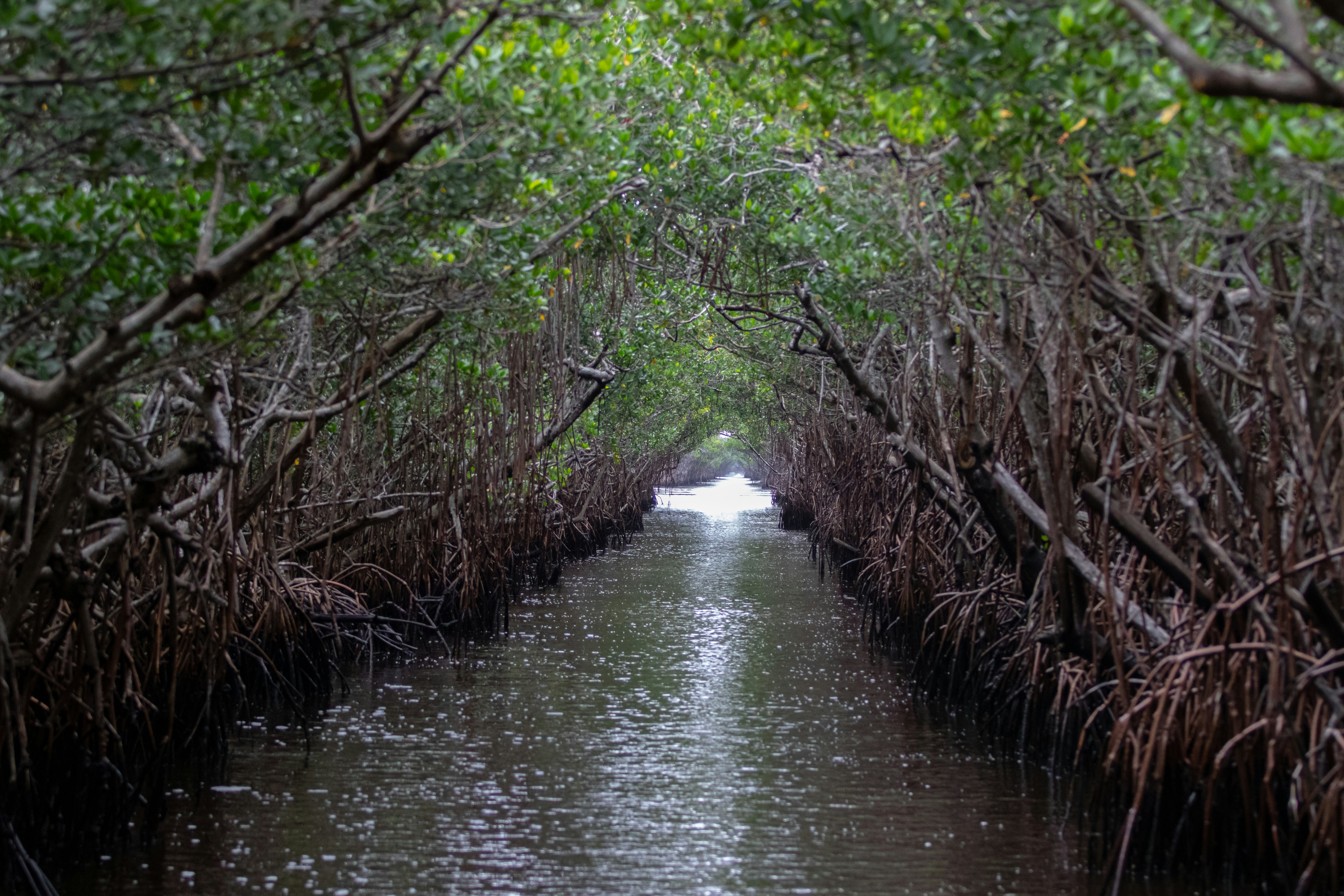 Everglades national park