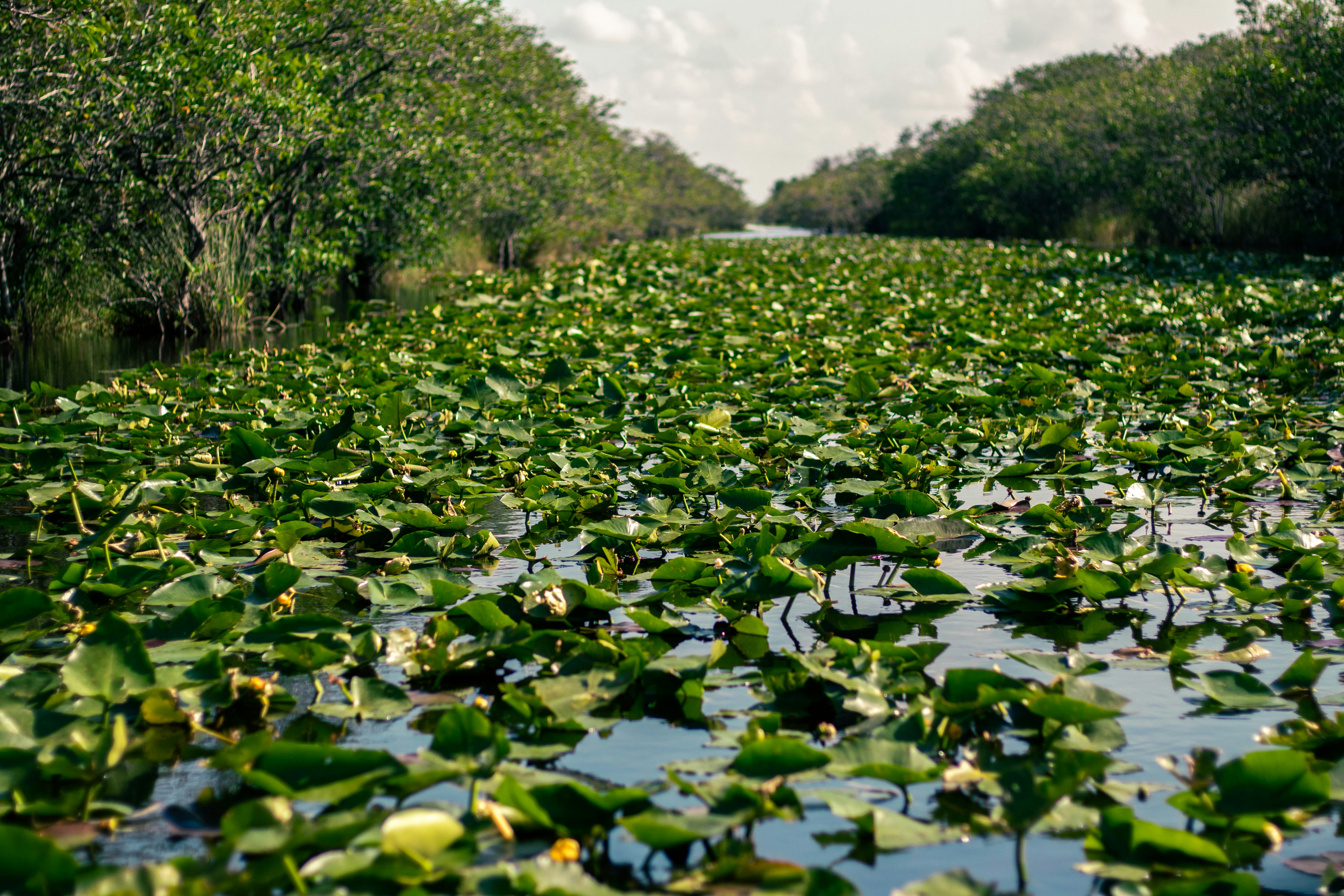 Everglades national park2