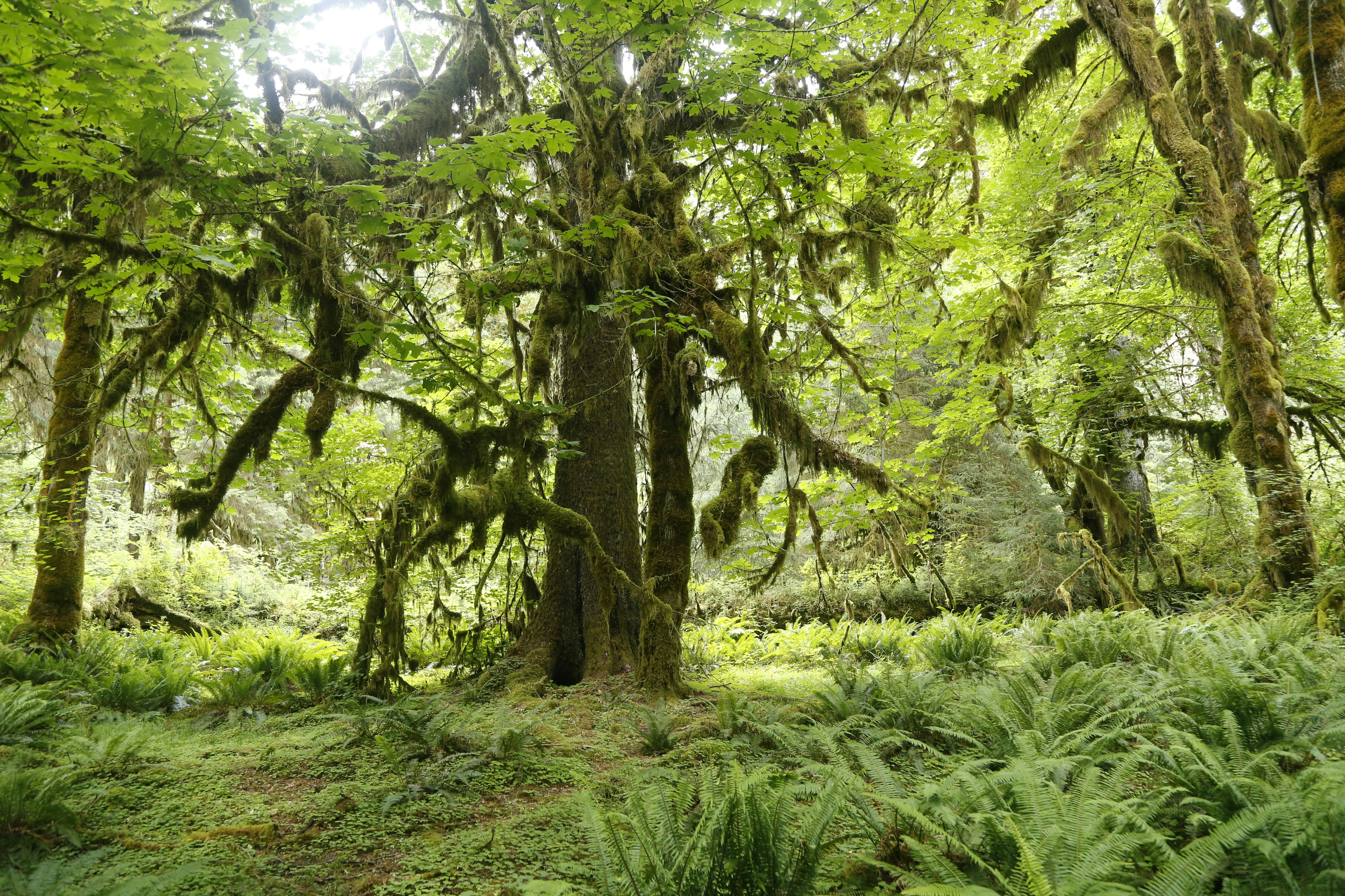 Olympic national park hoh rain forest