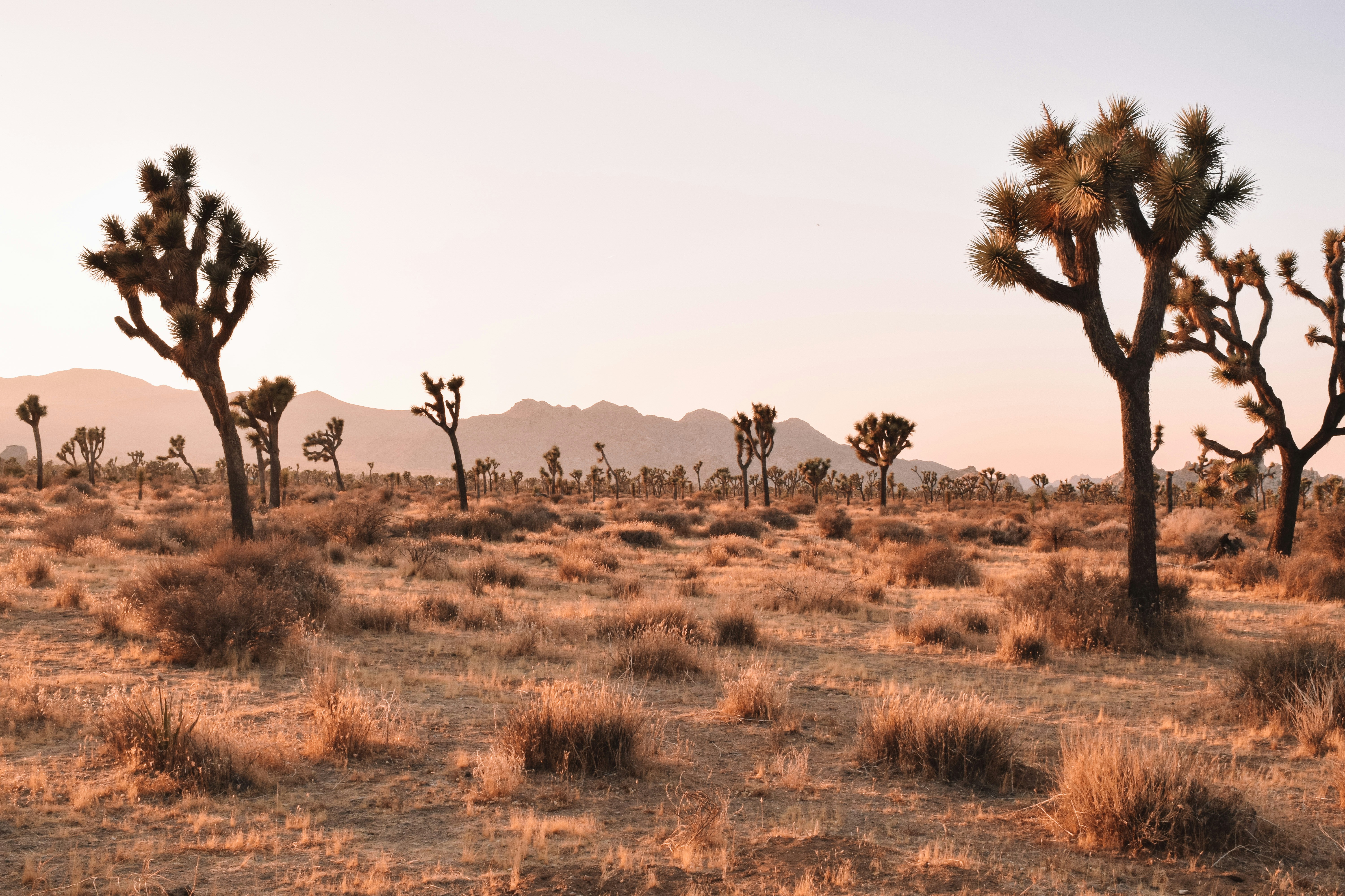 Joshua tree national park