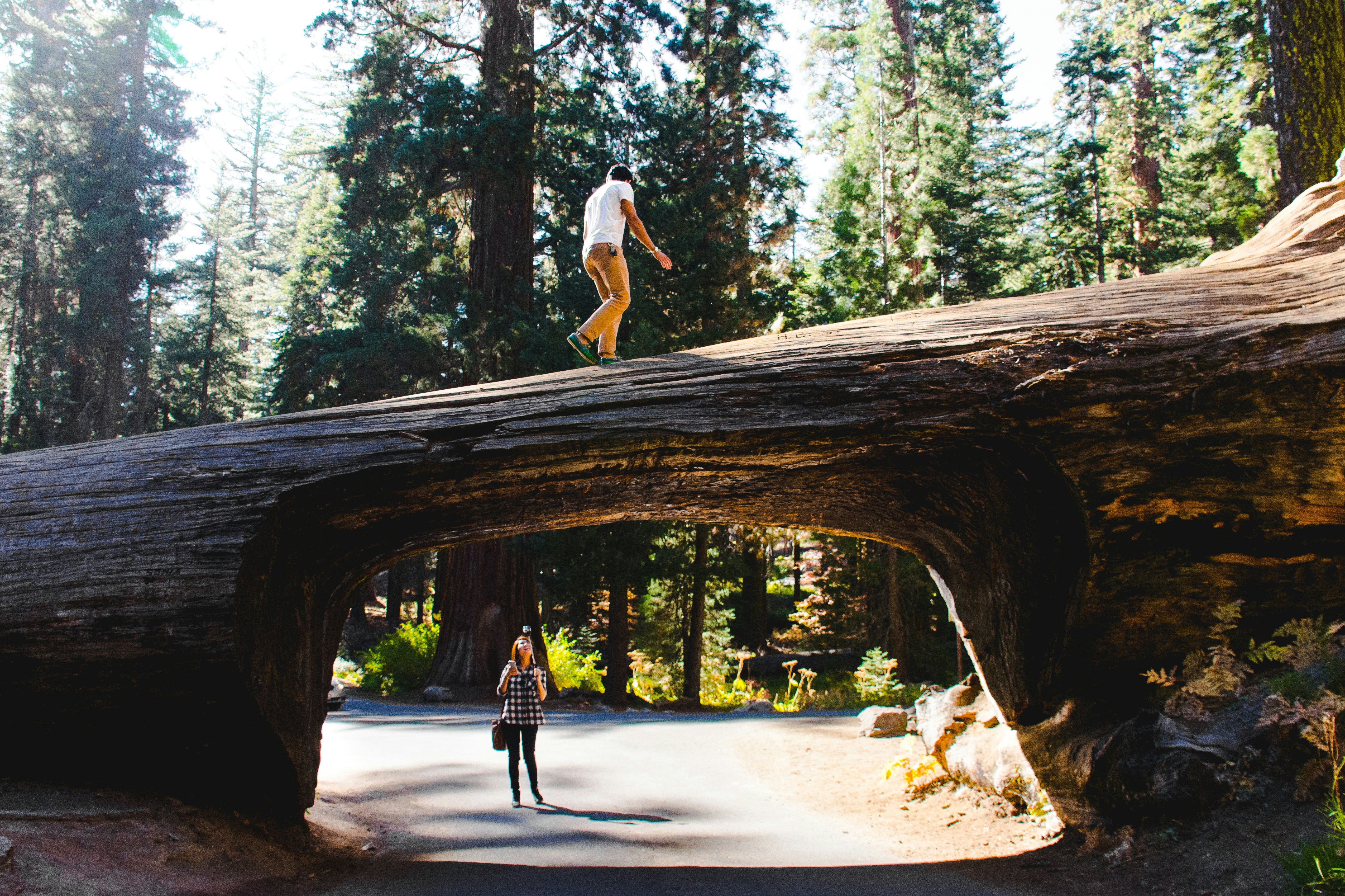 Sequoia national park tunnel log