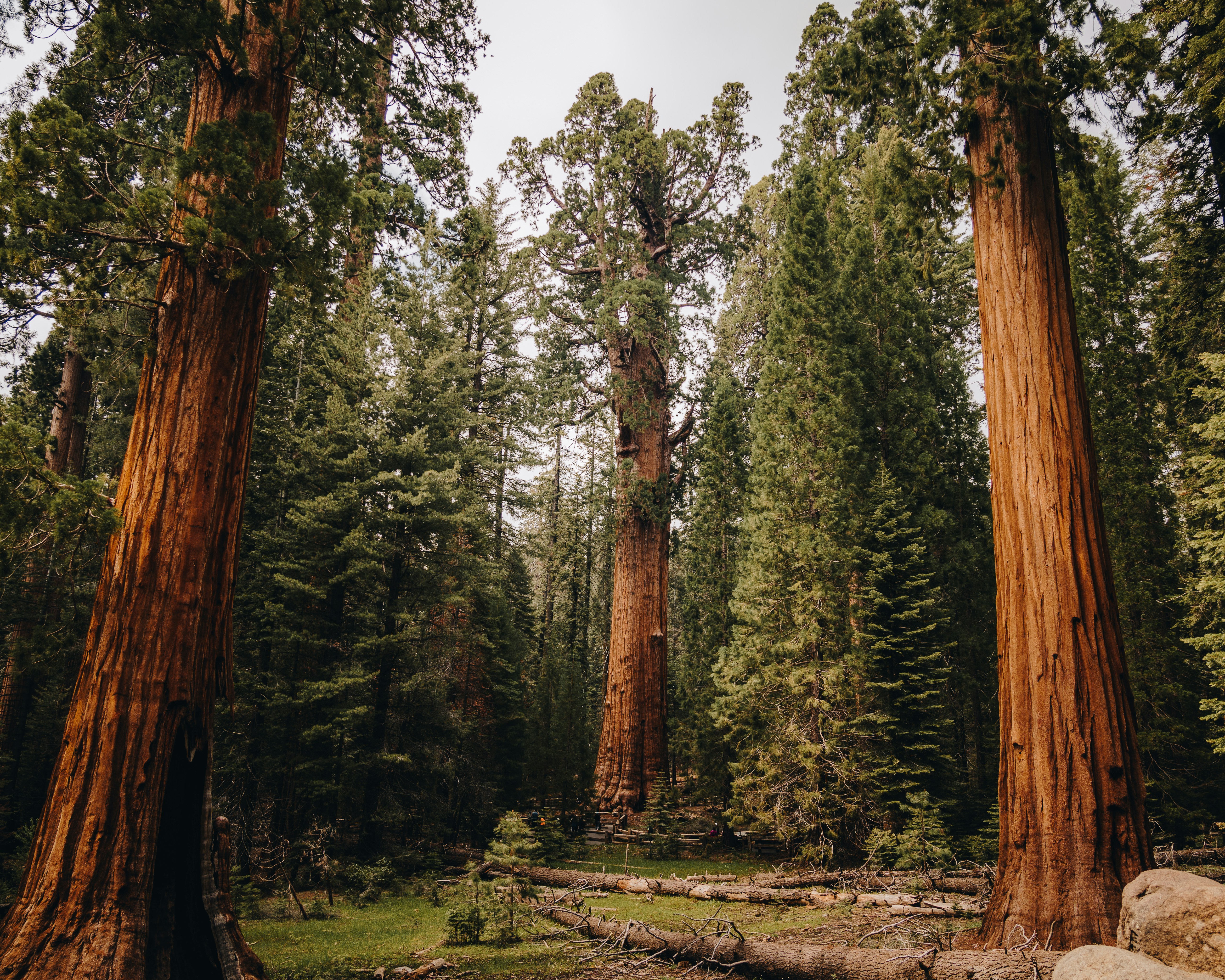 Sequoia national park