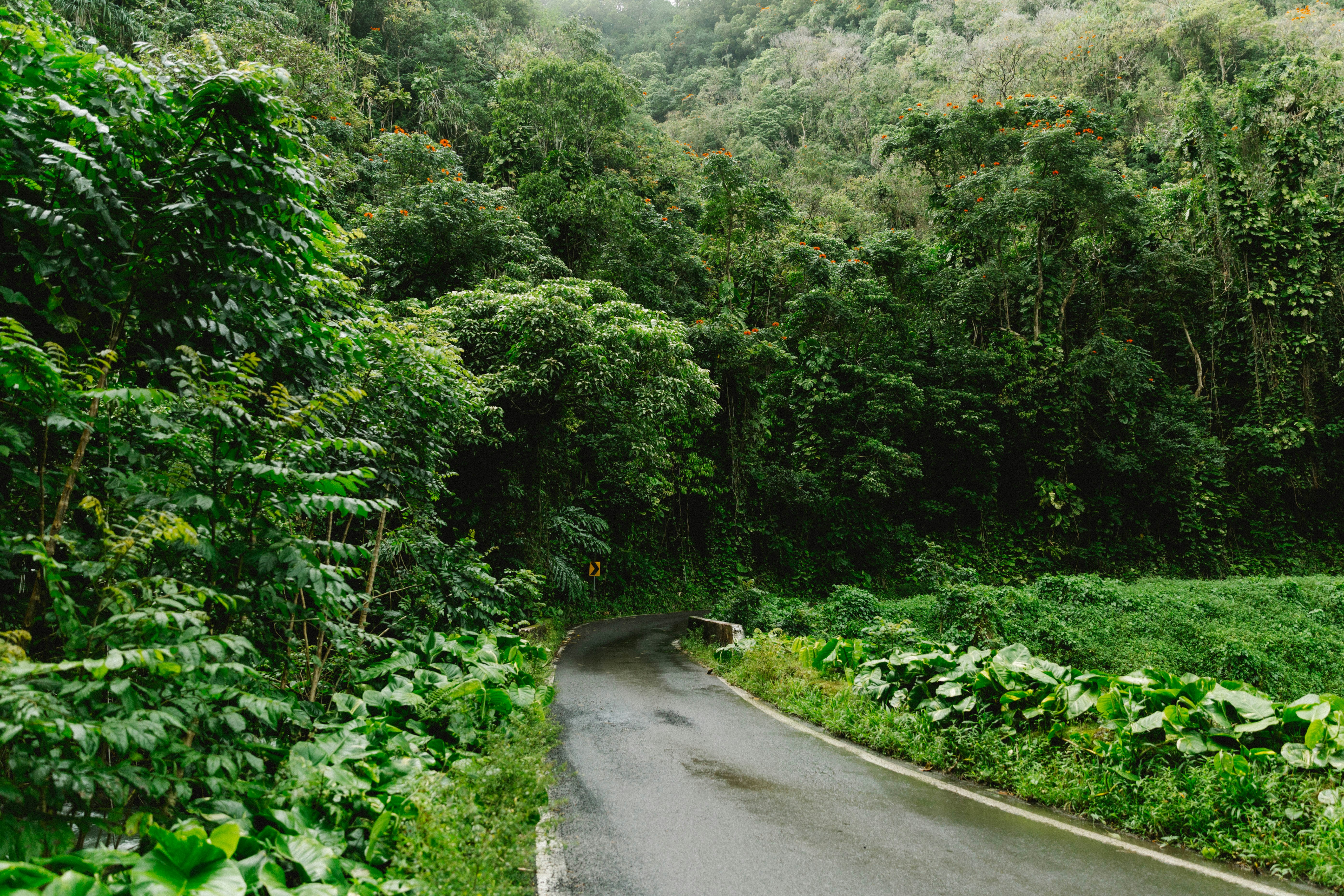 Maui road to hana