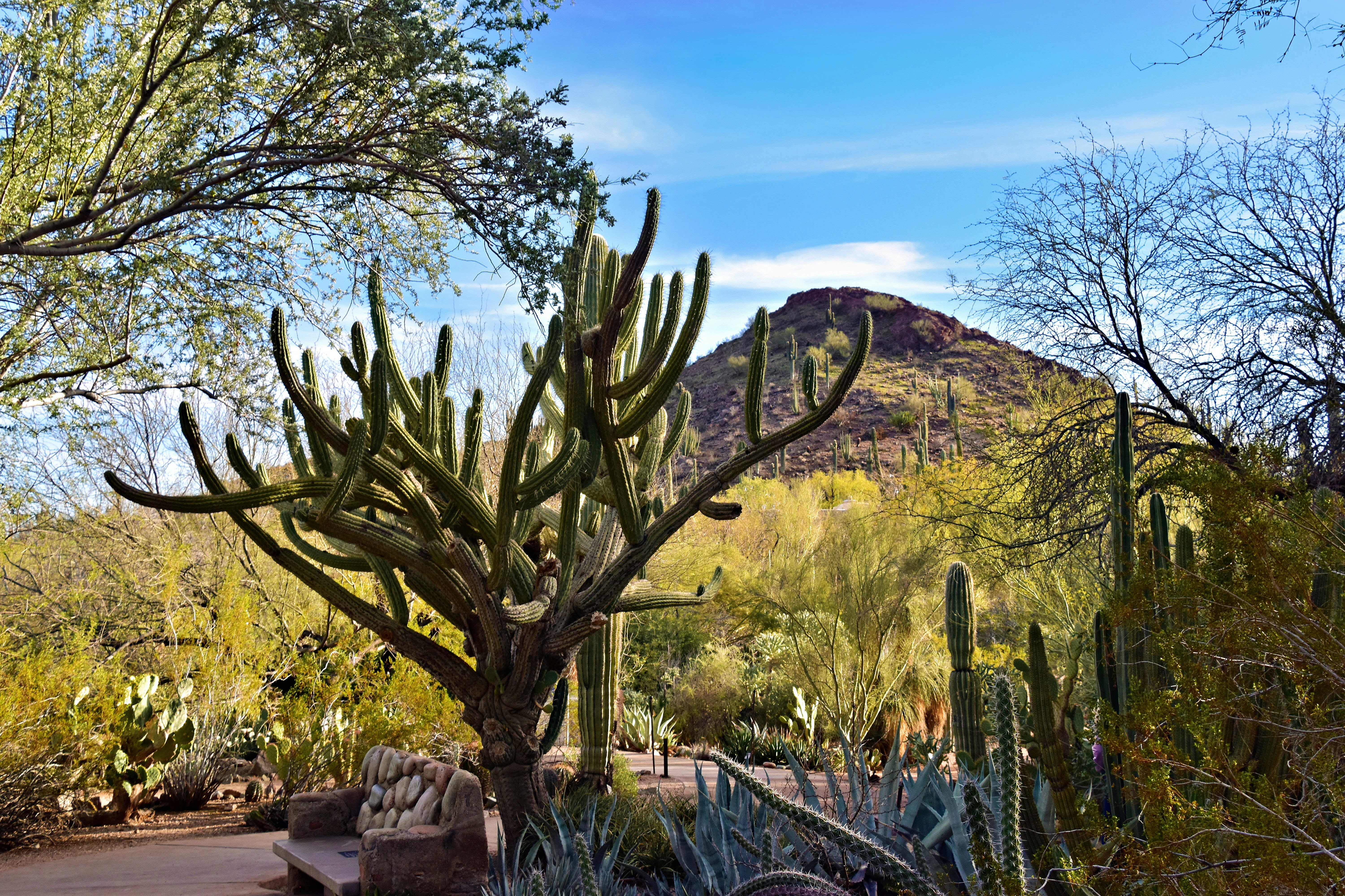 Phoenix desert botanical garden