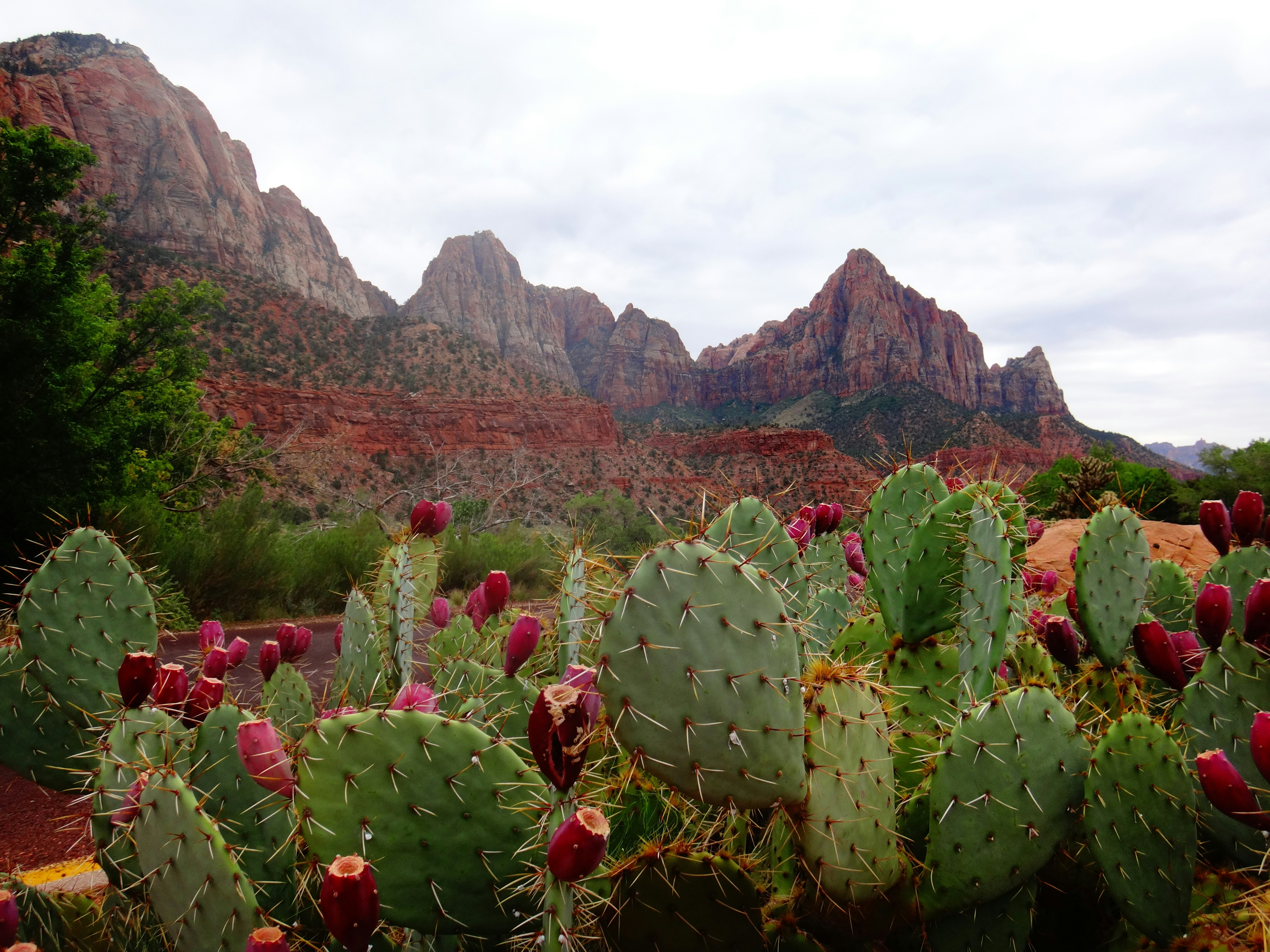 Zion national park